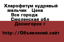 Хларофитум кудрявый мальчик › Цена ­ 30 - Все города  »    . Смоленская обл.,Десногорск г.